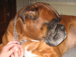 Storm,boxer met HD,artrose knie,spondylosis en maagpatient.